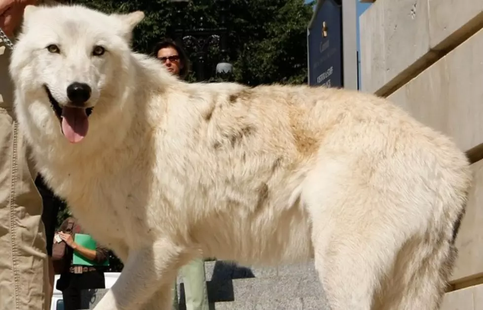 Grand Junction Gets to See Real Live Arctic Wolves