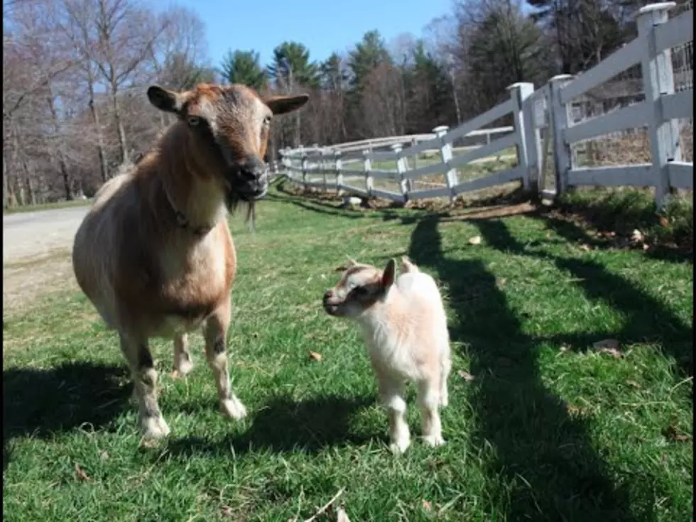 Incredibly Cute and Excited Baby Goat Springs Into Spring [VIDEO]