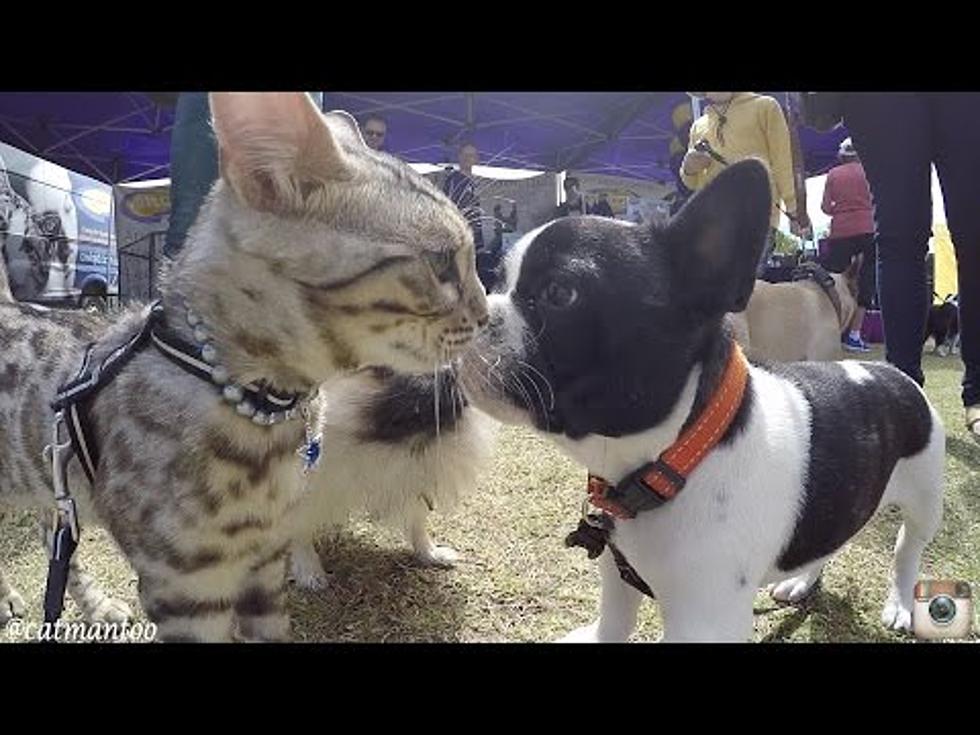Cat Crashes Dog Show and Totally Owns It [VIDEO]