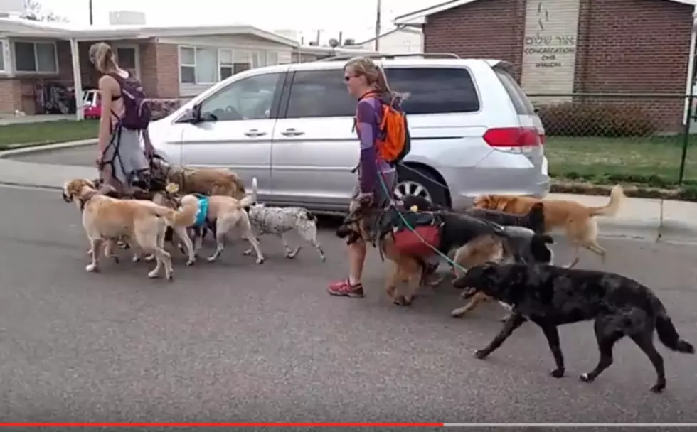 10 Dogs Walking Together in Grand Junction is No Accident