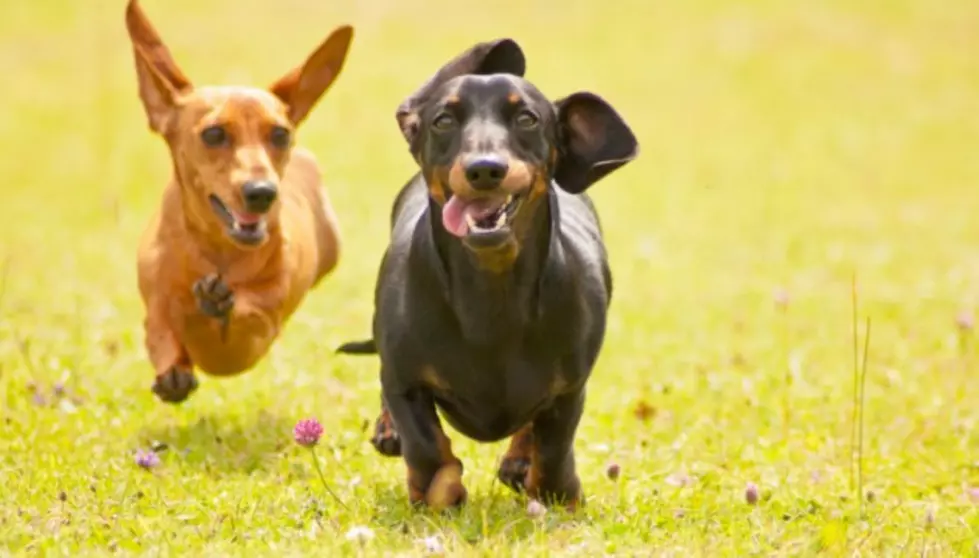 Shortest Dogs Featured in the Longest Day of the Year Race