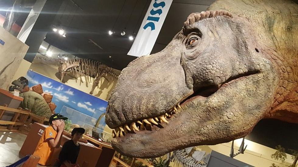 Gigantic T. Rex Pays Summer Visit to Fruita’s Dinosaur Journey