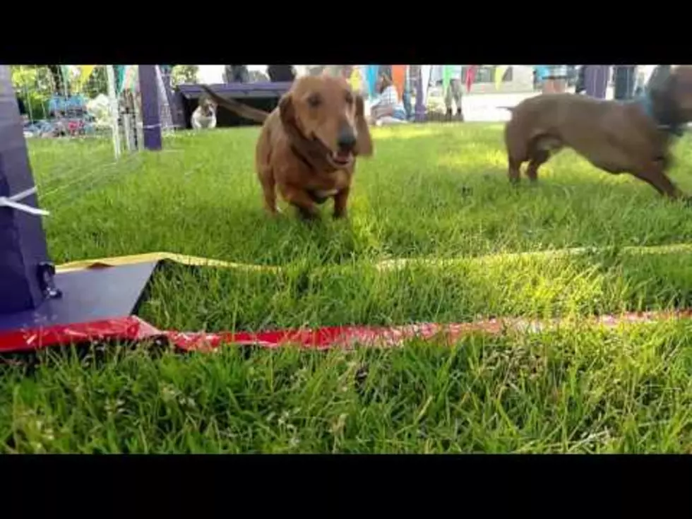 Video Features Shortest Dogs Competing in Longest Day Wiener Dog Races