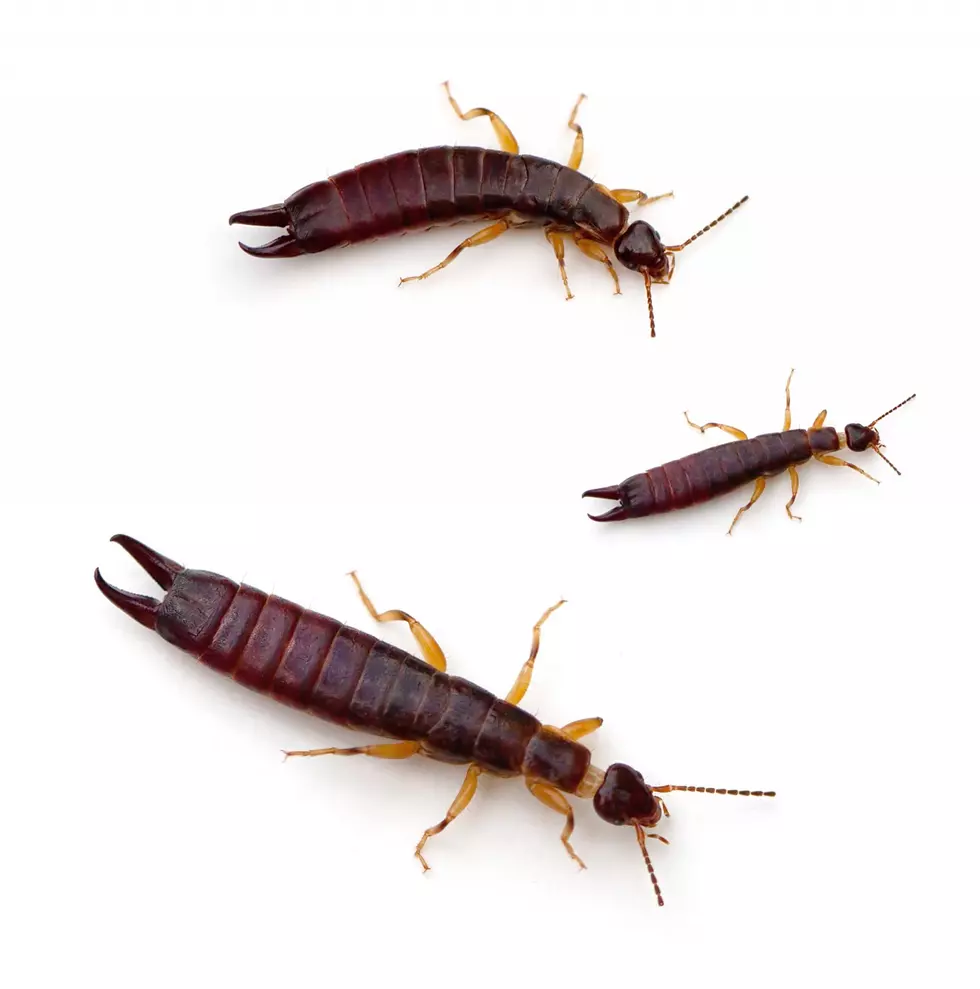 Do You Have Earwigs Tunneling Through Your Ears and Into Your Brain?