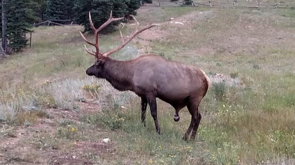 Wildlife You Might See in Rocky Mountain National Park if You’re Lucky