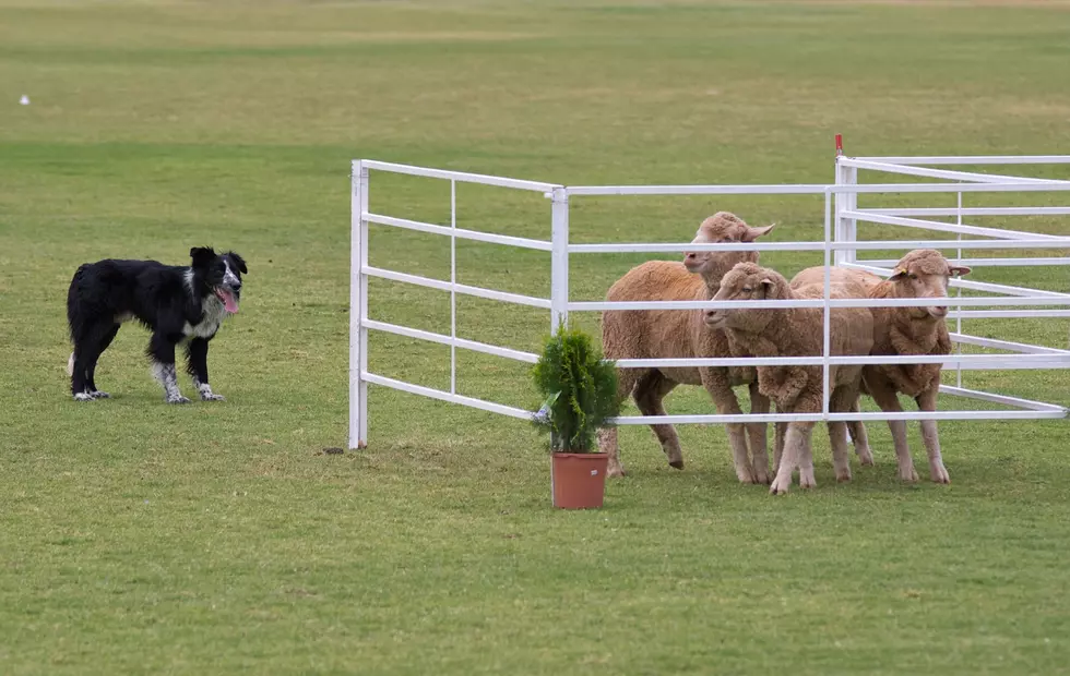 National Sheepdog Finals Return to Western Colorado