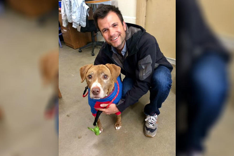 Denver Man Adopts Cancer Stricken Dog + Internet Falls in Love