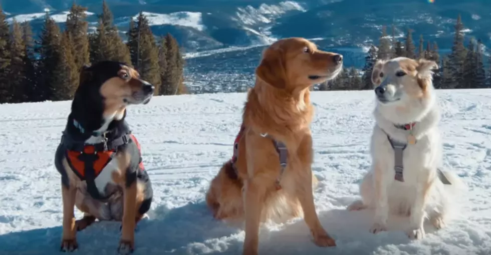 Meet Colorado’s Mountain Rescue Dogs