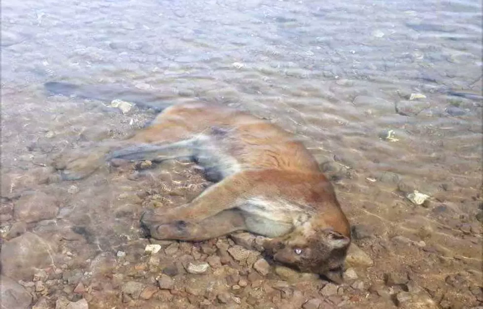 Deer and Mountain Lion Trapped in Colorado Reservoir Ice, Find Out Where