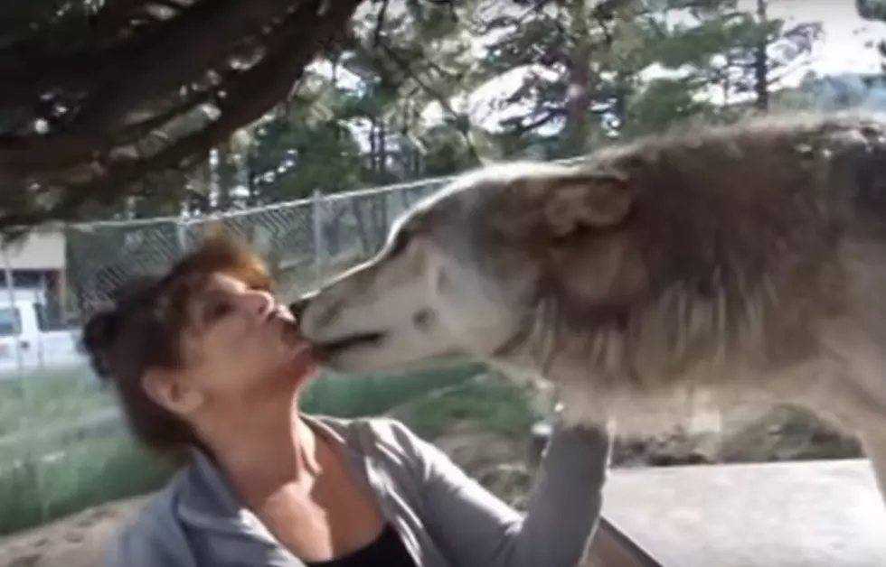 Coolest Thing in Colorado is Being Kissed by Wolves