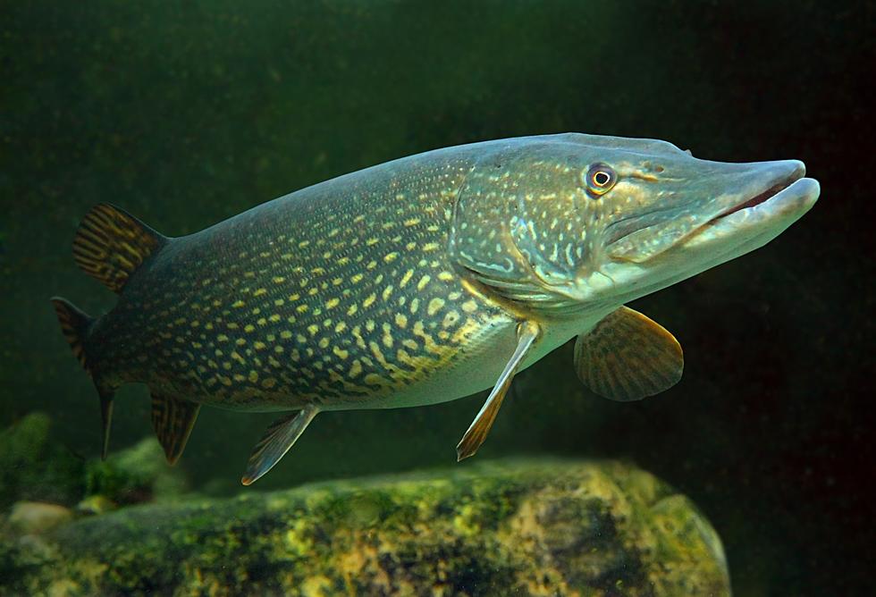 Colorado’s Green Mountain Reservoir Offering $20 Bounty for Pike