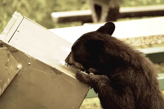 Hungry Colorado Bears Want Your Picnic Basket and They Won&#8217;t Ask Please