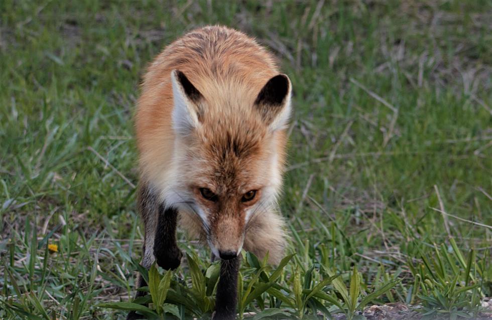 Wyoming Wildlife Makes the Perfect Vacation Close to Home