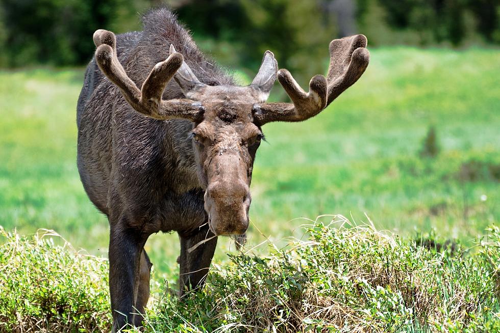 Colorado Moose Family Enjoy Outing in Million Dollar Neighborhood