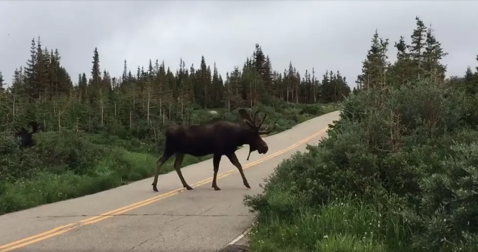 Colorado Moose Crossing Road is Majestic Sight