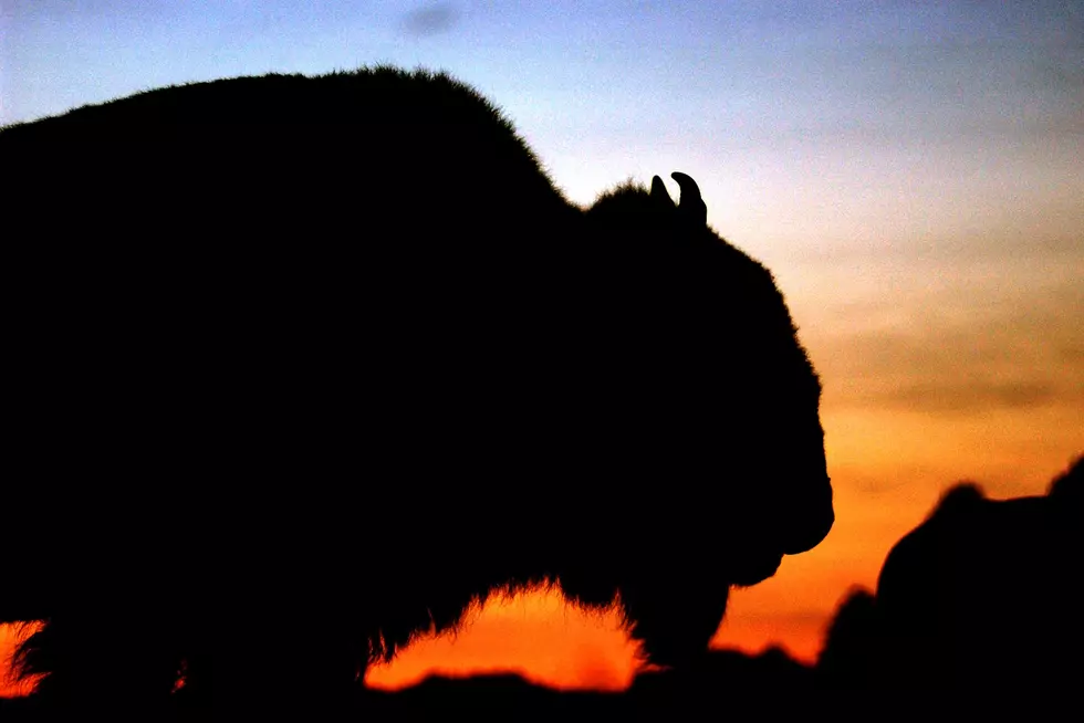 Loaded With Nope: Don&#8217;t Pet the Bison