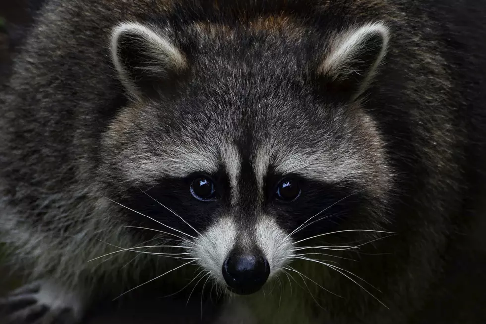 Masked Bandit Catches Ride with Colorado Springs Police Department