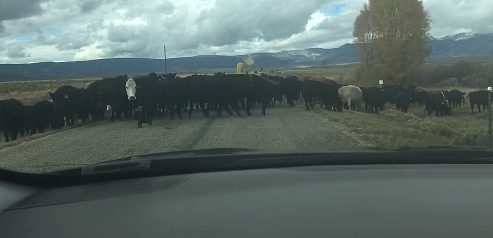 Colorado Cow Jam is Better Than a Traffic Jam