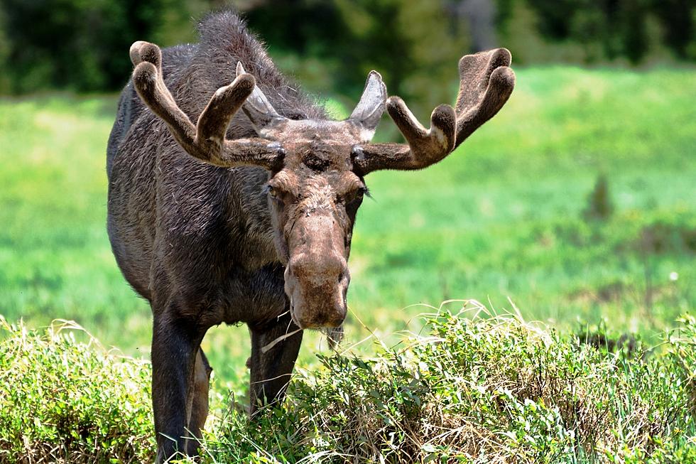 Moose Killed
