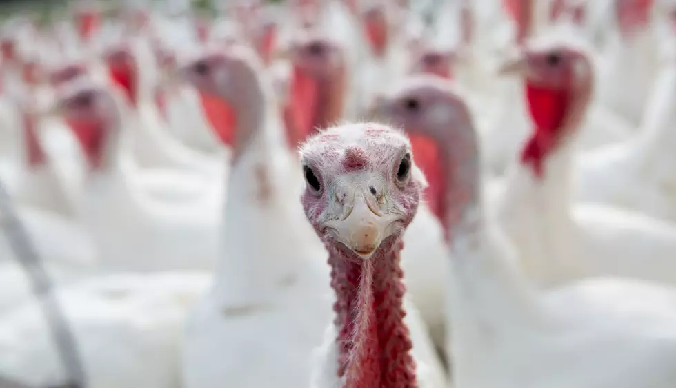 Do You Really Want to Know Where Your Thanksgiving Turkey Came From?