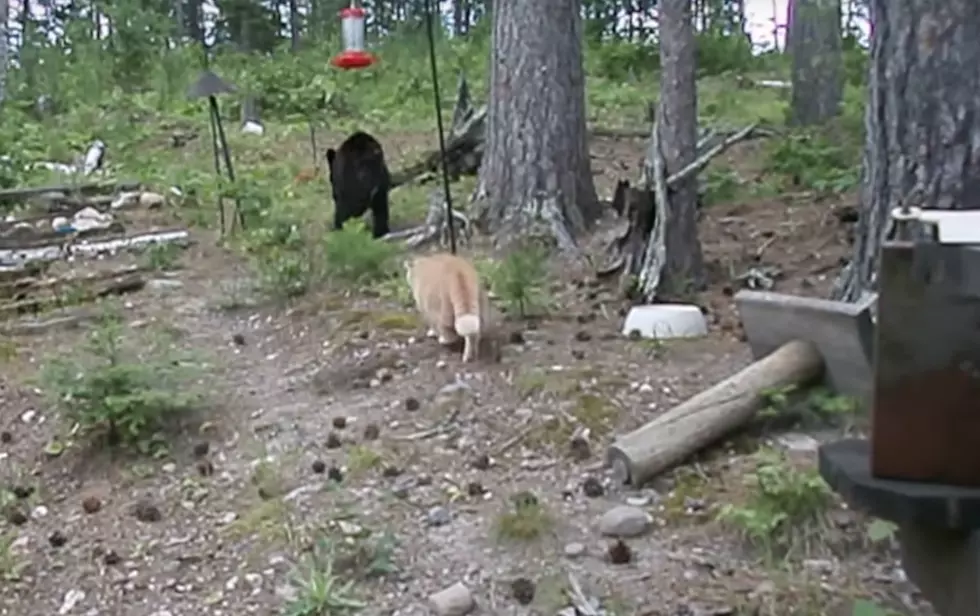 Cat Chases Bear Up Tree In Colorado