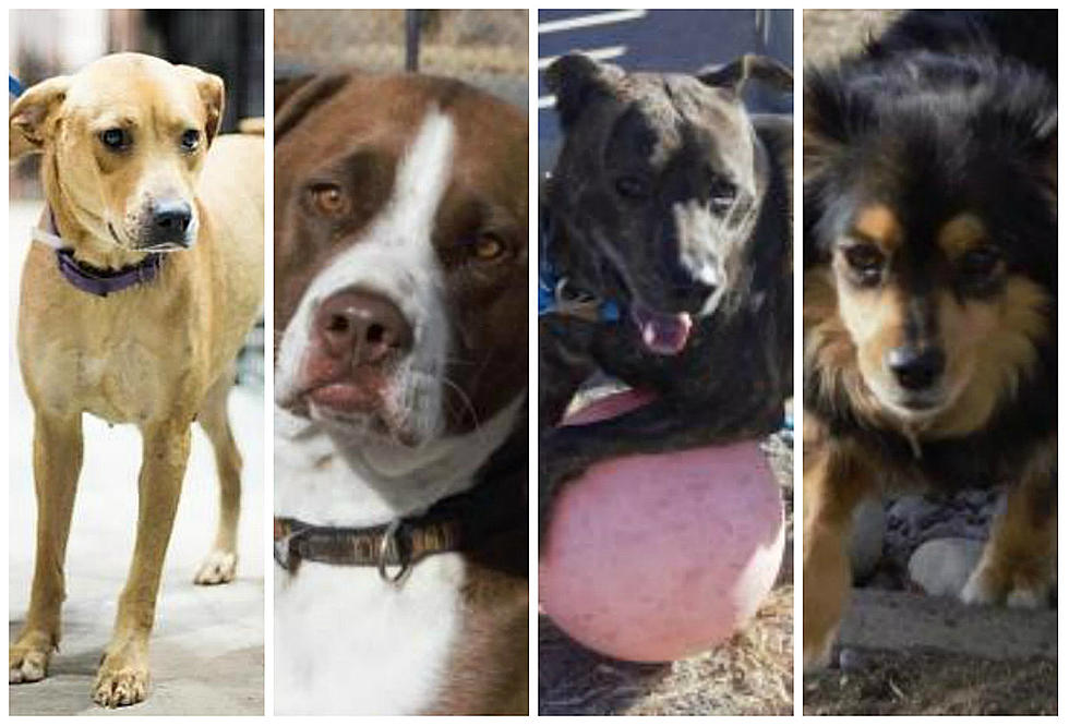 Meet Four Grand Junction Dogs Whose 2018 Got Off to a Worse Start Than Yours