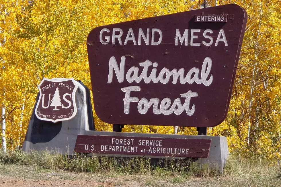 The Greatest Summer Jobs for People Who Love National Forests in Western Colorado