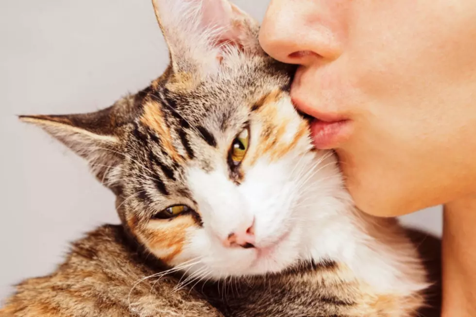 Three Great Reasons to Adopt a Cat from a Shelter for Valentines Day