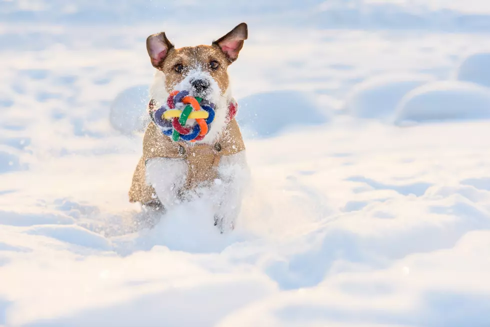 10 Colorado Dogs Joyfully Experiencing the Winter Snow