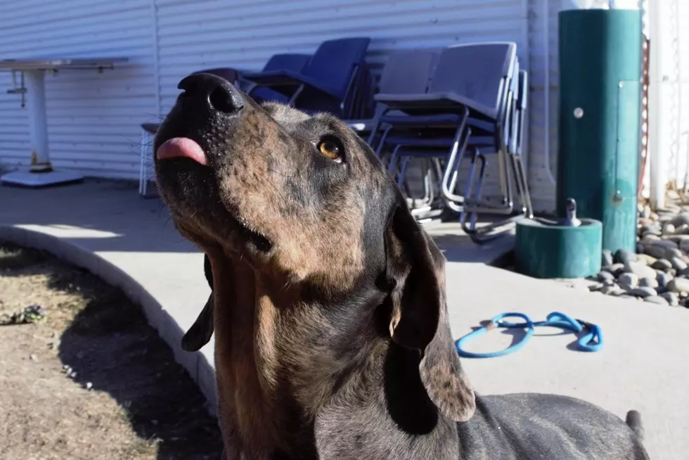 Shoot Some Hoops and Take Home a Pooch from Roice-Hurst Humane Society