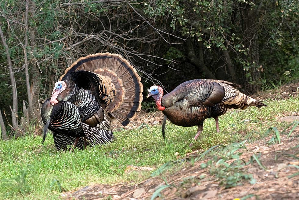 Young Hunters Needed for North Fork Turkey Seminar and Hunt