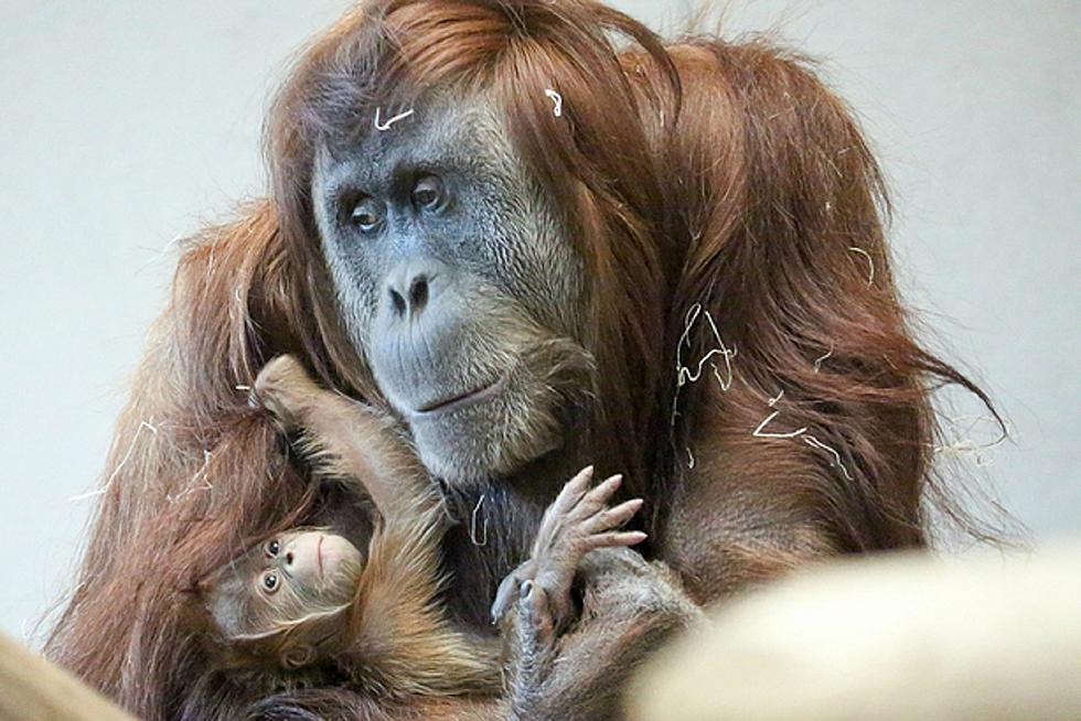 Rare Orangutan Born at Denver Zoo Makes First Public Appearance on Friday the 13th