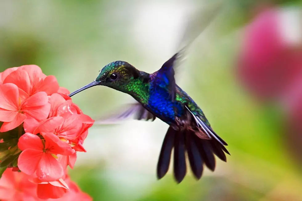 Hummingbirds are Returning to Western Colorado – Are You Ready?