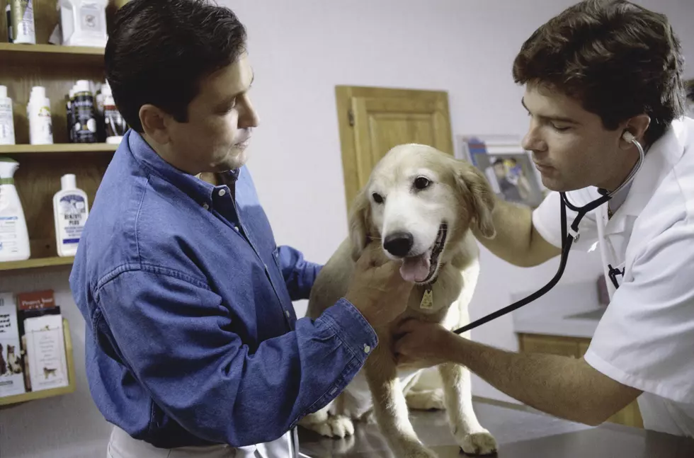 Free Pet Check Ups in Colorado, But Not in Grand Junction