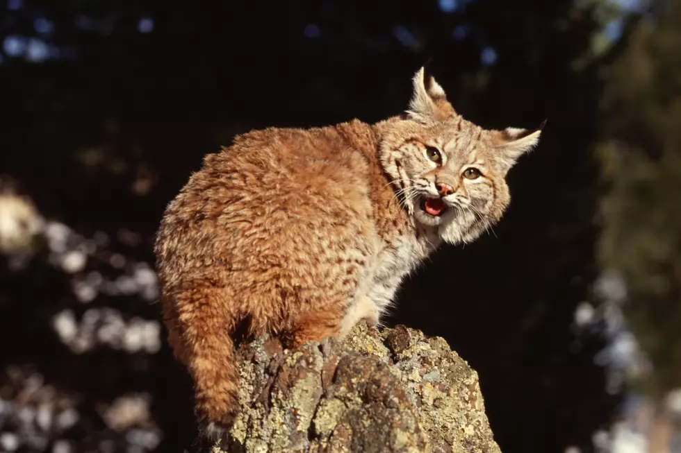 Two Bobcats Fighting on a Power Pole is Electrifying to Watch