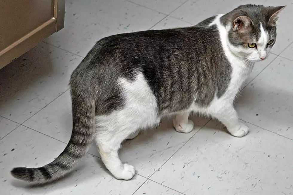 Courtesy Roice-Hurst Humane Society