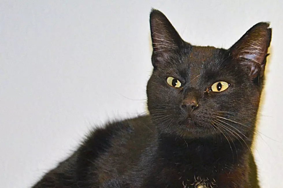 Courtesy Roice-Hurst Humane Society