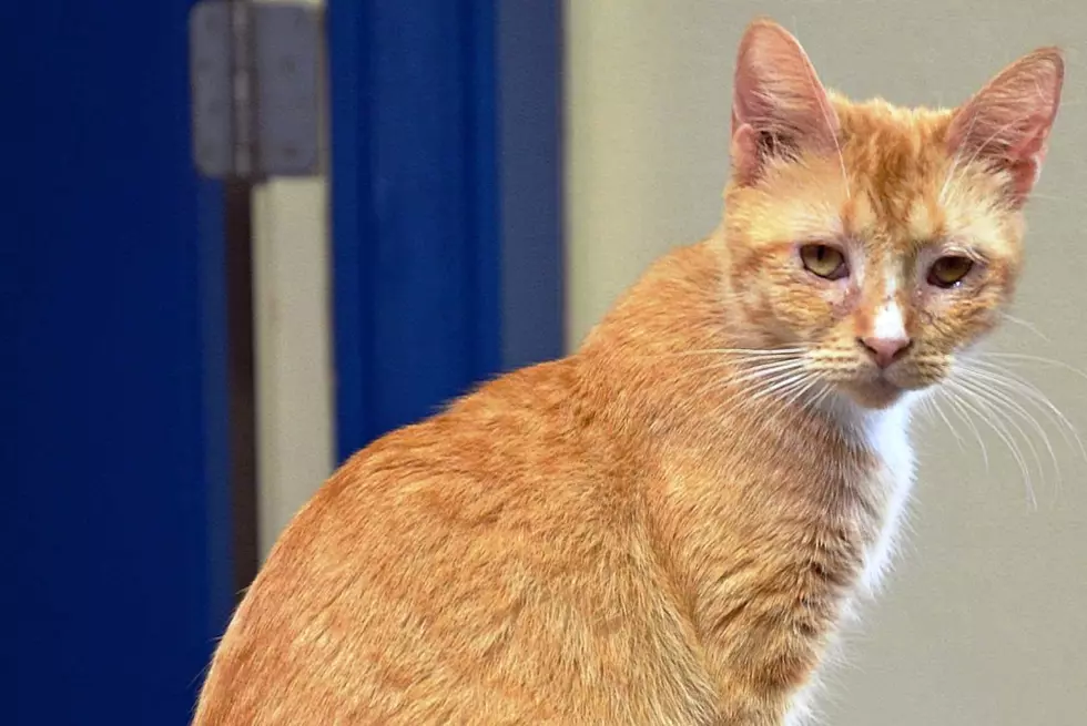Courtesy Roice-Hurst Humane Society