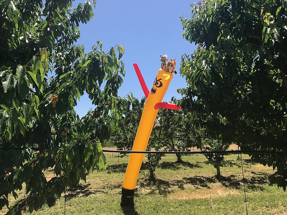 Modern Day ‘Scarecrow’ Keeps Birds Away From Cherry Trees