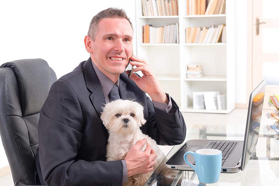 Take Your Dog to Work Day: Is Fido Going With You?