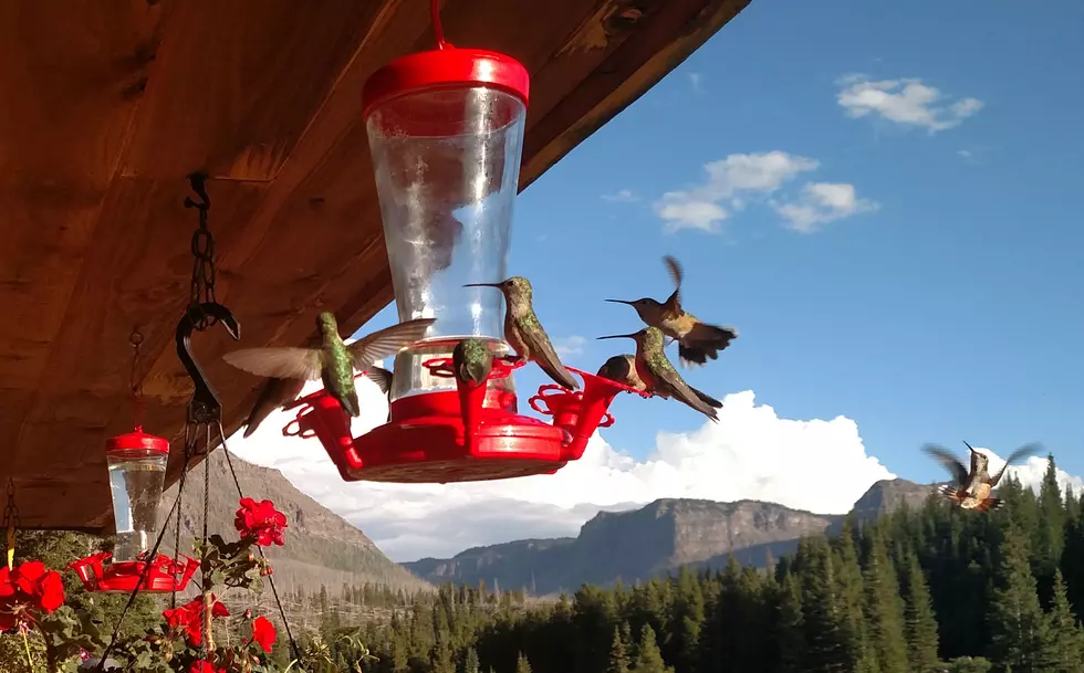 Enjoying a Charm of Colorado Hummingbirds