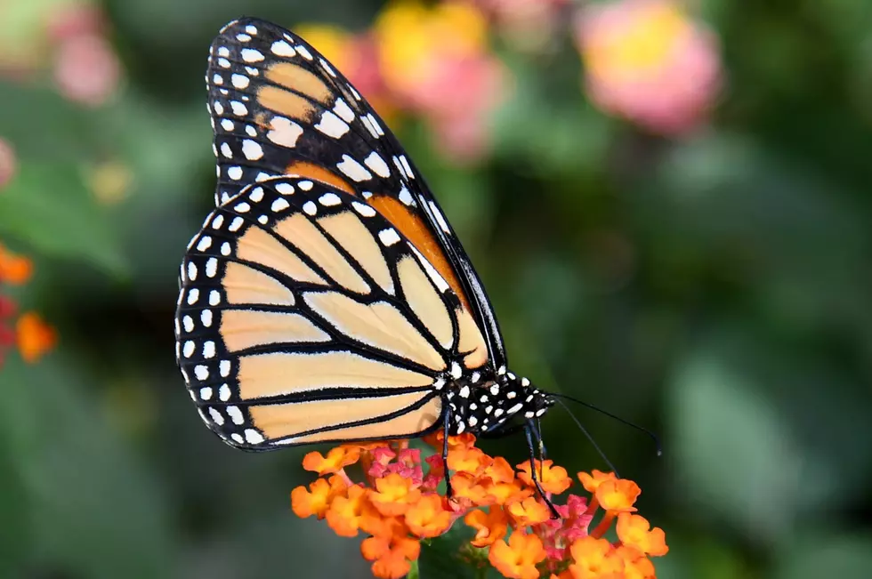 Colorado&#8217;s I-76 Gets &#8216;Pollinator Highway&#8217; Designation