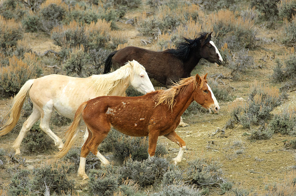 How to View Western Colorado&#8217;s Wild Horses