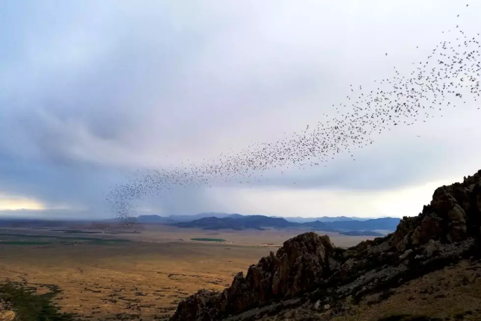 Watch 250,000 Bats Fly Out of a Colorado Mine