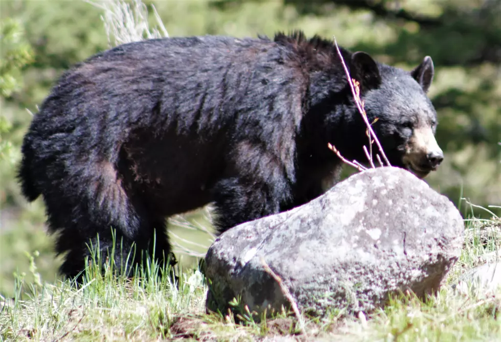 Teaching Bears to Be Wild Again in Colorado