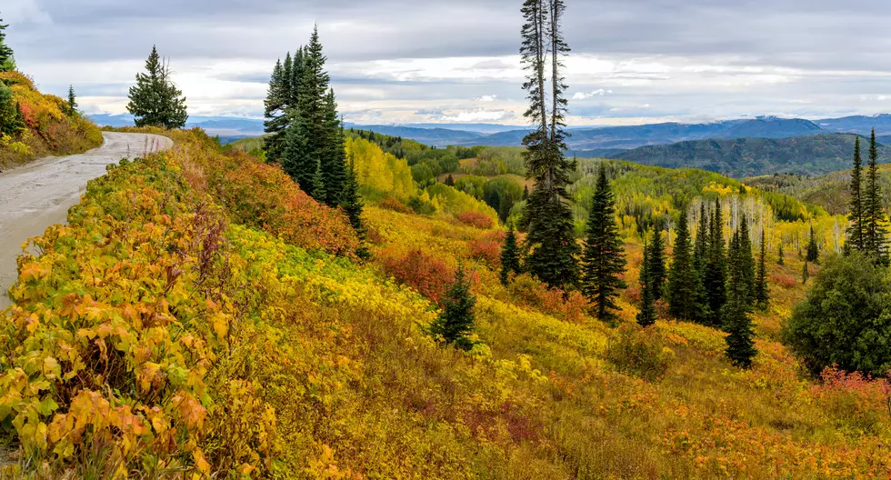 Fall Color Drives: Buffalo Pass Near Steamboat Springs