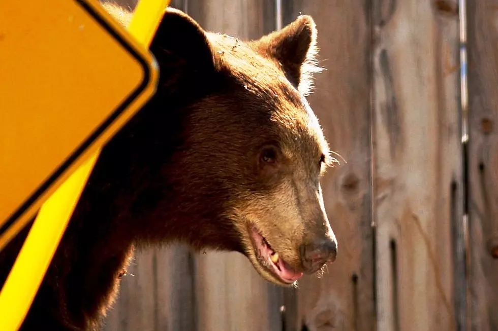 Bear in Boulder Demonstrates Why You Should Always Lock Your Car