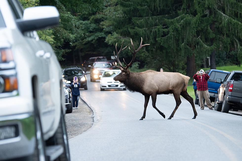 Police Stop Traffic to Help Colorado Elk Herd Safely Cross the Road