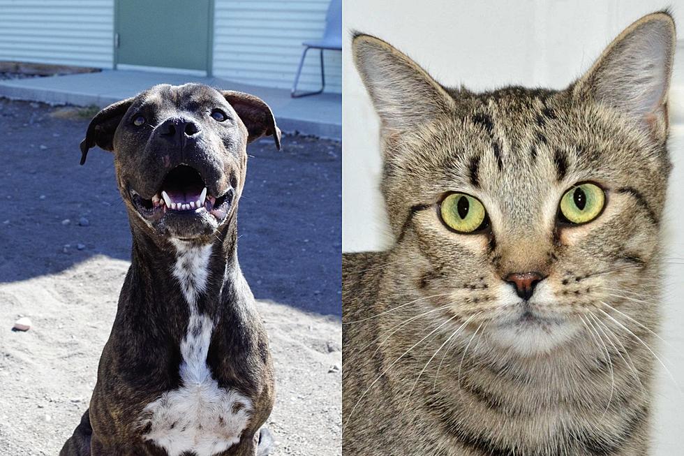 Adopt One of These Dogs or Cats and Halloween Won’t Be Nearly As Spooky