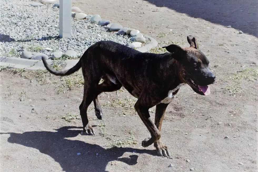 Courtesy Roice-Hurst Humane Society
